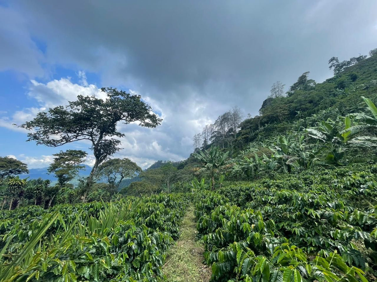 Honduras - El Campito Bourbon