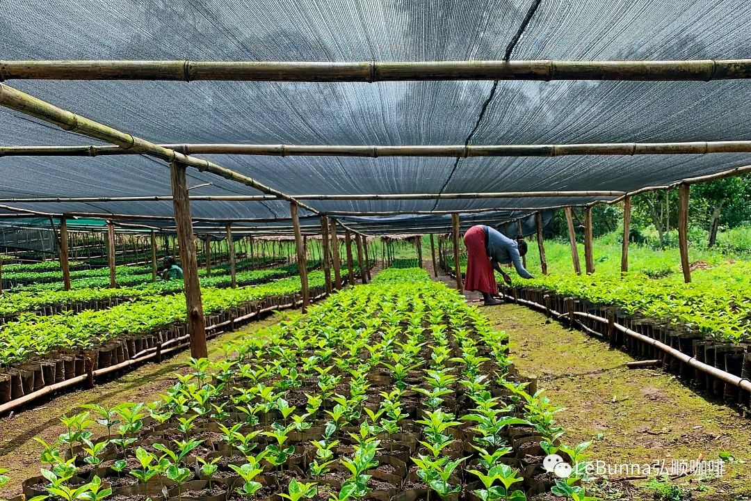 Ethiopia - Buku Abel 'China Beauty'