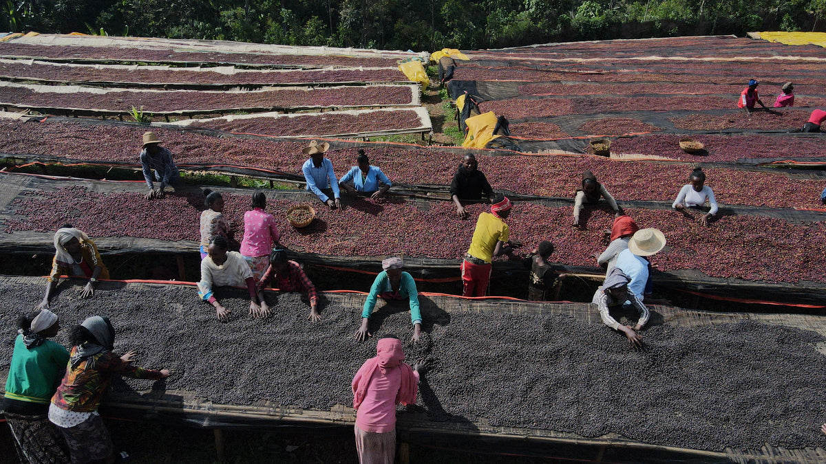 Ethiopia - Halo Beriti