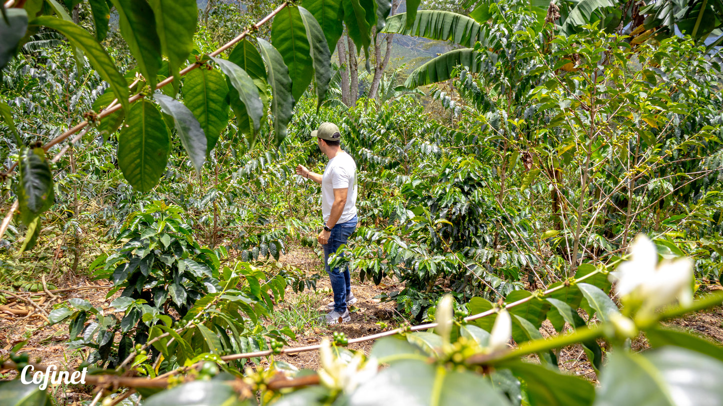 Colombia El Ocaso - Caturron