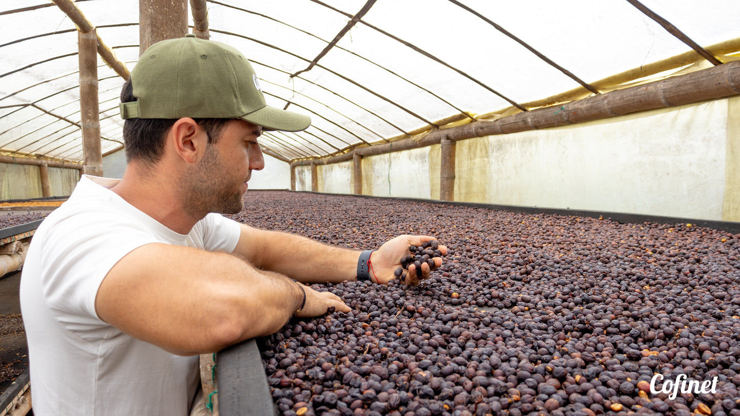 Colombia El Ocaso - Caturron