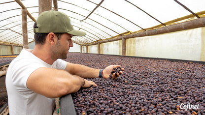 Colombia El Ocaso - Caturron
